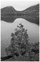 Sapling growing out of branch and hills, Jordan Pond. Acadia National Park ( black and white)