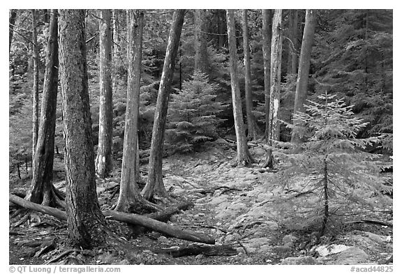 Pine saplings and tree trunks. Acadia National Park (black and white)