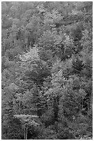 Trees in autumn colors on hillside. Acadia National Park ( black and white)