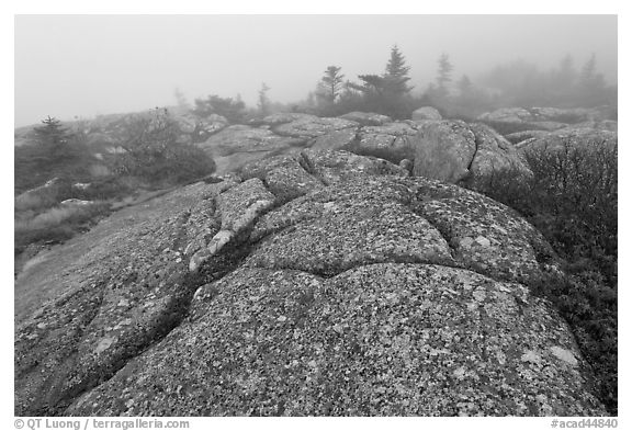 Lichen-covered slabs in the heavy mist, Mount Cadillac. Acadia National Park, Maine, USA.
