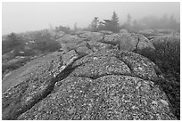 Lichen-covered slabs in the heavy mist, Mount Cadillac. Acadia National Park ( black and white)