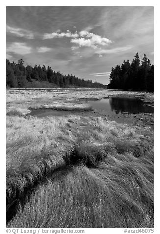 Grasses and pond, Schoodic Peninsula. Acadia National Park (black and white)