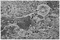 Close-up of lichen on granite, Schoodic Peninsula. Acadia National Park ( black and white)