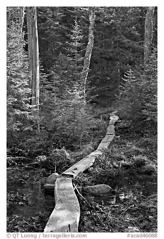 Boardwalk in forest, Isle Au Haut. Acadia National Park (black and white)