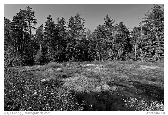 Bog and forest, Isle Au Haut. Acadia National Park (black and white)
