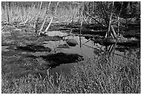 Tree skeletons and swamp, Isle Au Haut. Acadia National Park, Maine, USA. (black and white)
