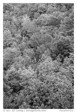 Deciduous tree canopy. Acadia National Park (black and white)