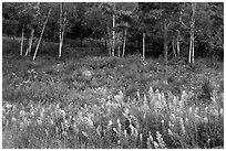 Goldenrod flowers and birch trees. Acadia National Park ( black and white)