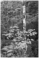 Vine maple and birch tree, and cliff in summer. Acadia National Park, Maine, USA. (black and white)