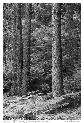 Pines and ferns. Acadia National Park, Maine, USA.