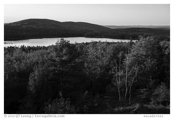 Trees and Eagle Lake, sunset. Acadia National Park (black and white)