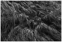 Close-up of grasses. Acadia National Park ( black and white)