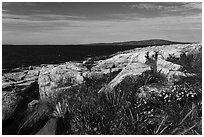 Wildflowers, Schoodic Point. Acadia National Park ( black and white)