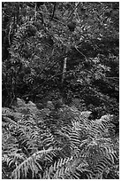 Ferns and tree with berries. Acadia National Park ( black and white)