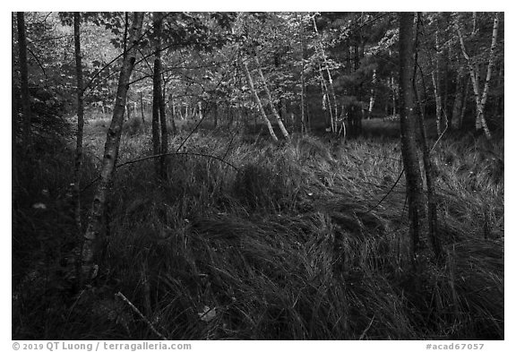 Grasses and trees, Jesup Path. Acadia National Park (black and white)