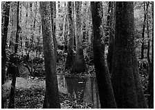 Swamp with bald Cypress and tupelo in summer. Congaree National Park, South Carolina, USA. (black and white)