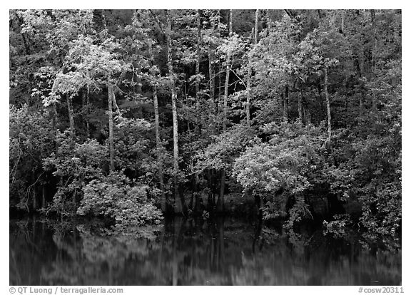 Trees reflected in pond in summer. Congaree National Park, South Carolina, USA.