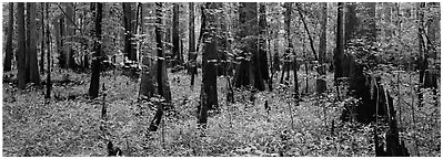 Pictures of Congaree