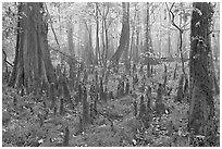 Cypress knees in misty forest. Congaree National Park, South Carolina, USA. (black and white)