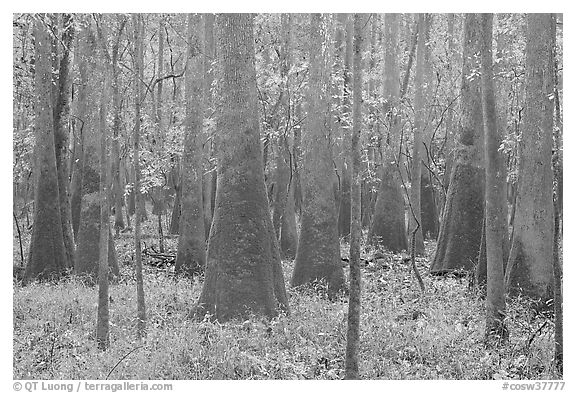 Cypress and tupelo floodplain forest in rainy weather. Congaree National Park (black and white)