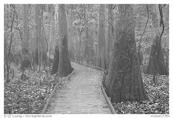 Boardwalk snaking between giant cypress trees in misty weather. Congaree National Park (black and white)