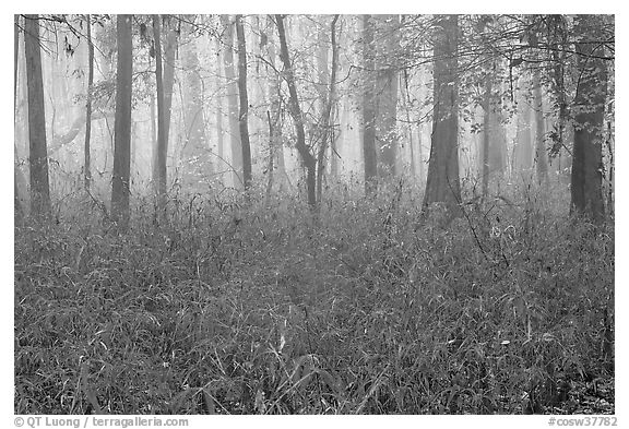 Bamboo and forest in fog. Congaree National Park, South Carolina, USA.