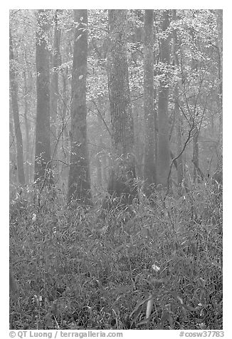 Bamboo and floodplain trees in fall color. Congaree National Park (black and white)