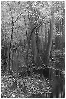 Trees with fall color in slough. Congaree National Park, South Carolina, USA. (black and white)
