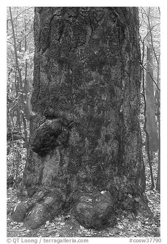 Base of giant loblolly pine tree. Congaree National Park (black and white)