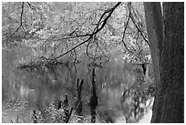 Bald cypress and branch with needles in fall color at edge of Weston Lake. Congaree National Park, South Carolina, USA. (black and white)