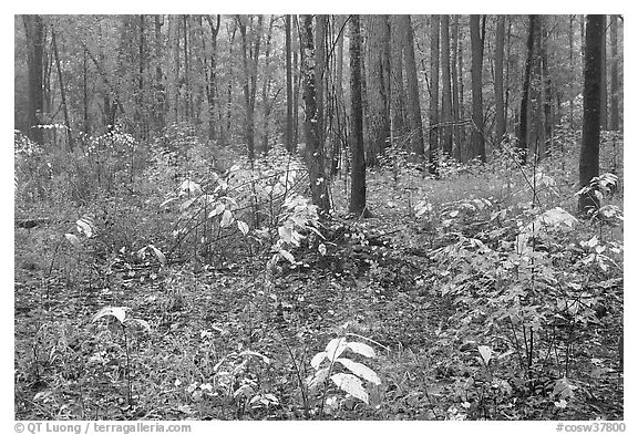 Undergrowth in pine forest. Congaree National Park (black and white)