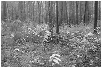 Undergrowth in pine forest. Congaree National Park, South Carolina, USA. (black and white)