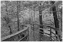 Boardwalk, forest in autumn colors. Congaree National Park, South Carolina, USA. (black and white)