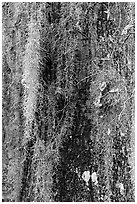 Close-up of spanish moss on trunk. Congaree National Park, South Carolina, USA. (black and white)