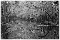 Cedar Creek reflections. Congaree National Park, South Carolina, USA. (black and white)