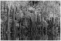 Spanish moss hanging from cypress at the edge of Cedar Creek. Congaree National Park, South Carolina, USA. (black and white)