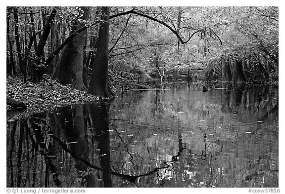 Arched branches and reflections in Cedar Creek. Congaree National Park, South Carolina, USA.