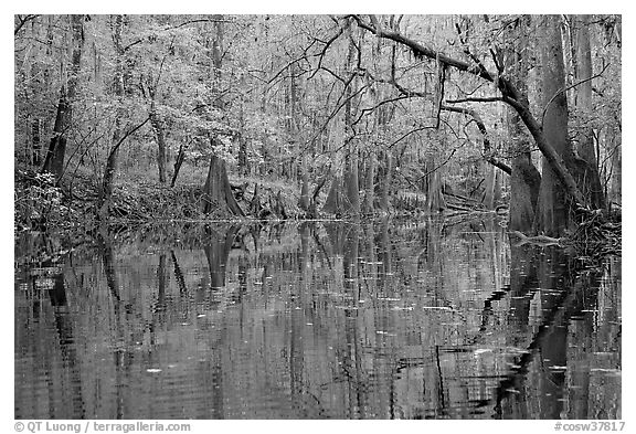 Cedar Creek with trees in autumn colors reflected. Congaree National Park (black and white)