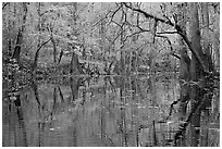 Cedar Creek with trees in autumn colors reflected. Congaree National Park, South Carolina, USA. (black and white)