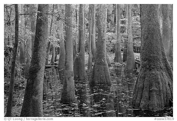 Swamp with bald cypress and tupelo trees. Congaree National Park (black and white)