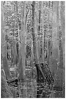 Walking tree in swamp. Congaree National Park, South Carolina, USA. (black and white)