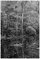 Bald cypress in fall colors and dark waters. Congaree National Park, South Carolina, USA. (black and white)