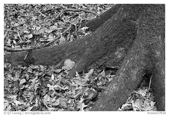 Roots of tupelo and fallen leaves. Congaree National Park (black and white)