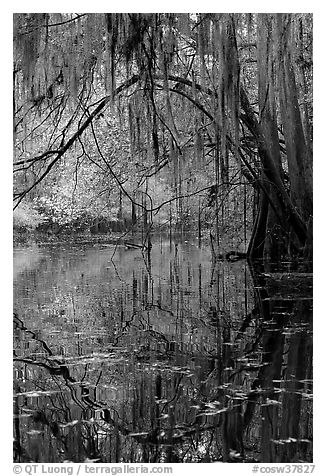 Branches with spanish moss reflected in Cedar Creek. Congaree National Park (black and white)