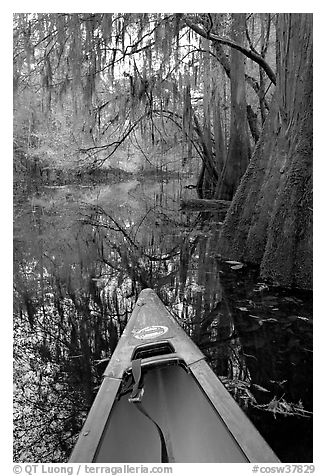 Canoe prow and swamp trees growing at the base of Cedar Creek. Congaree National Park (black and white)