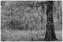 Tree with leaves in autum colors. Congaree National Park, South Carolina, USA. (black and white)