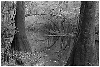 Trees and cypress knees on the shore of Cedar Creek. Congaree National Park, South Carolina, USA. (black and white)