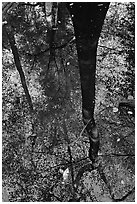 Bald cypress tree reflected in creek. Congaree National Park, South Carolina, USA. (black and white)
