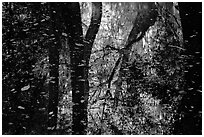 Reflections and falling leaves in creek. Congaree National Park, South Carolina, USA. (black and white)