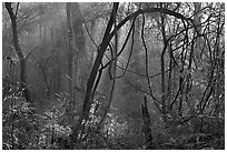 Sunrays and vines. Congaree National Park, South Carolina, USA. (black and white)